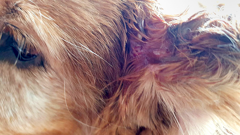 Paralysis Tick in our Dog Goldie's Ear