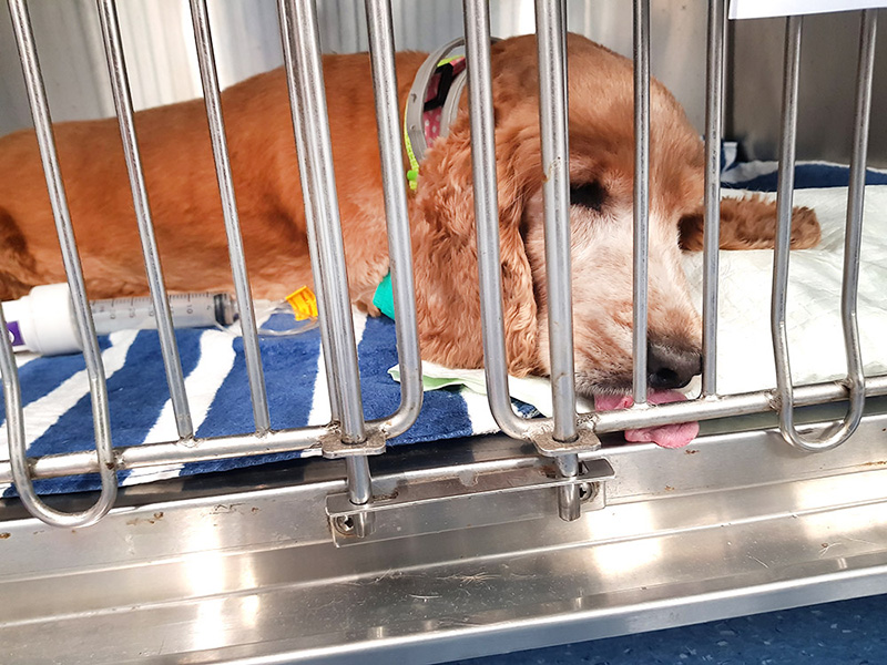Goldie Unconscious at the Vet