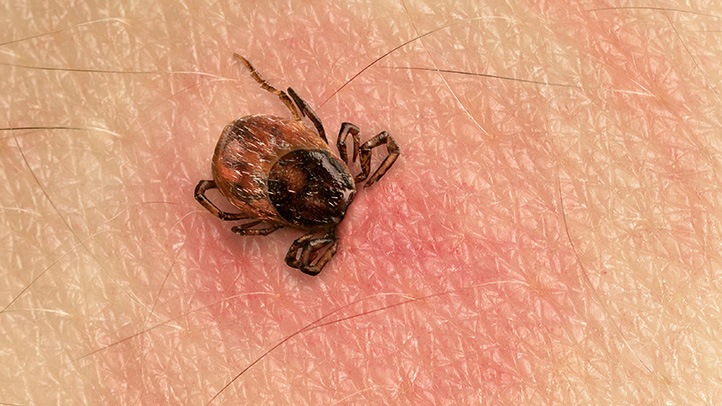 Brown Tick