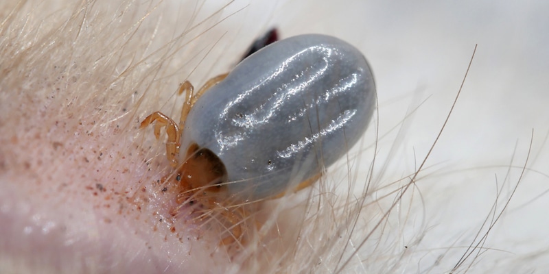 Paralysis Tick
