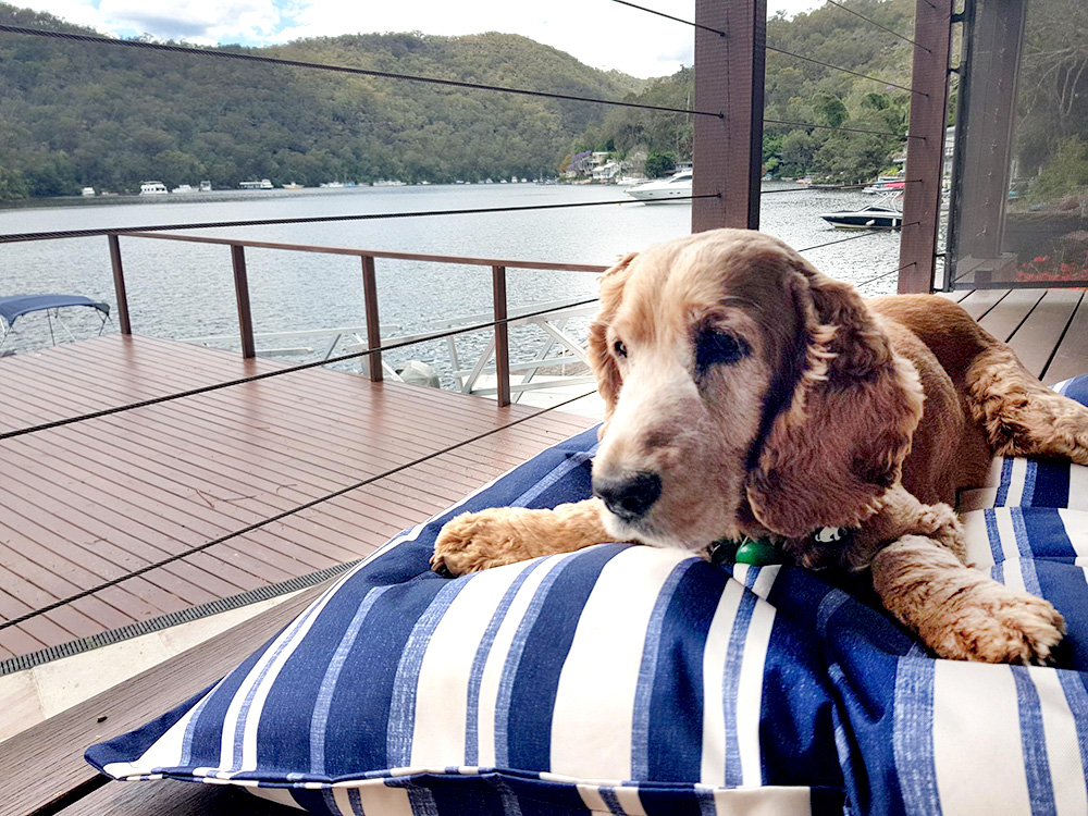 Goldie Recovering at Home