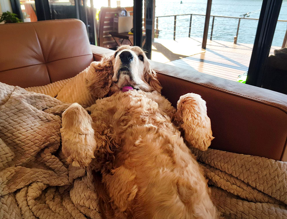Goldie Relaxing at Home